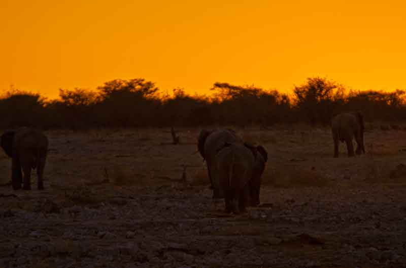 83 - Namibia - elefantes al atardecer - parque nacional de Etosha